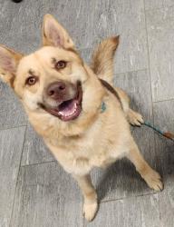 Shelter Stray Female Dog last seen CLINTON AND EASTER AVE, 2080 S Quebec St, Denver, CO 80231, USA