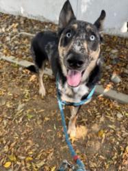 Shelter Stray Male Dog last seen , 14409 Vanowen St, Van Nuys, CA 91405, USA
