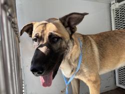 Shelter Stray Male Dog last seen Near BLOCK MAY ST, BAKERSFIELD CA 93308, 3951 Fruitvale Ave, Bakersfield, CA 93308, USA
