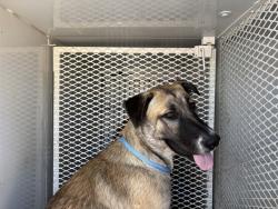 Shelter Stray Male Dog last seen Near BLOCK MAY ST, BAKERSFIELD CA 93308, 3951 Fruitvale Ave, Bakersfield, CA 93308, USA