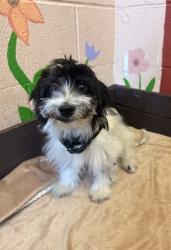 Shelter Stray Male Dog last seen , 31044 Charlie Canyon Rd, Castaic, CA 91384, USA