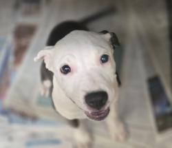 Shelter Stray Female Dog last seen , 3201 Lacy St, Los Angeles, CA 90031, USA
