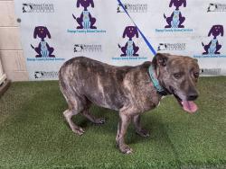 Shelter Stray Male Dog last seen , 2769 Conroy Rd, Orlando, FL 32839, USA