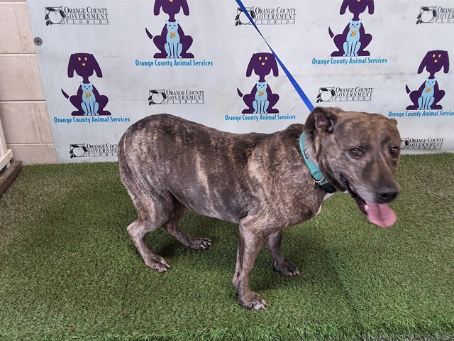 Shelter Stray Male Dog last seen , 2769 Conroy Rd, Orlando, FL 32839, USA