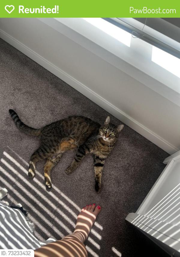 Reunited Male Cat last seen Chambers reserve s, Lacey, WA 98503