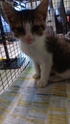 Shelter Stray Male Cat last seen , 1850 W 60th St, Los Angeles, CA 90047, USA
