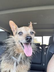 Found/Stray Male Dog last seen Hulen, Fort Worth, TX 76133