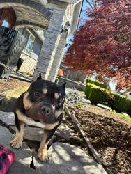 Lost Male Dog last seen sw berthold st. And menlo, Beaverton, OR 97005