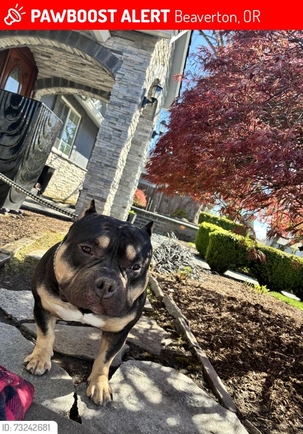 Lost Male Dog last seen sw berthold st. And menlo, Beaverton, OR 97005
