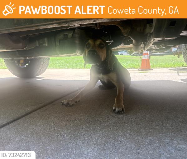 Found/Stray Male Dog last seen Senoia springs court, Coweta County, GA 30276