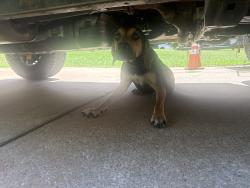 Found/Stray Male Dog last seen Senoia springs court, Coweta County, GA 30276