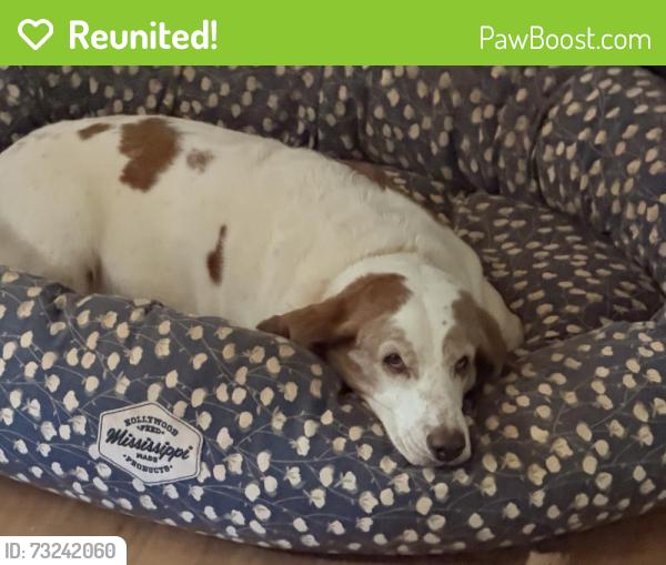 Reunited Female Dog last seen Near Oxford Lakes Run, Milton, GA 30004