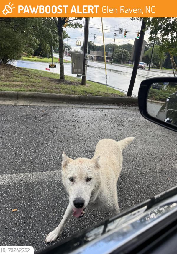 Found/Stray Female Dog last seen CVS intersection Glen Raven, Glen Raven, NC 27244