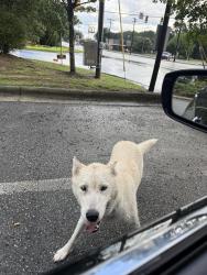Found/Stray Female Dog last seen CVS intersection Glen Raven, Glen Raven, NC 27244