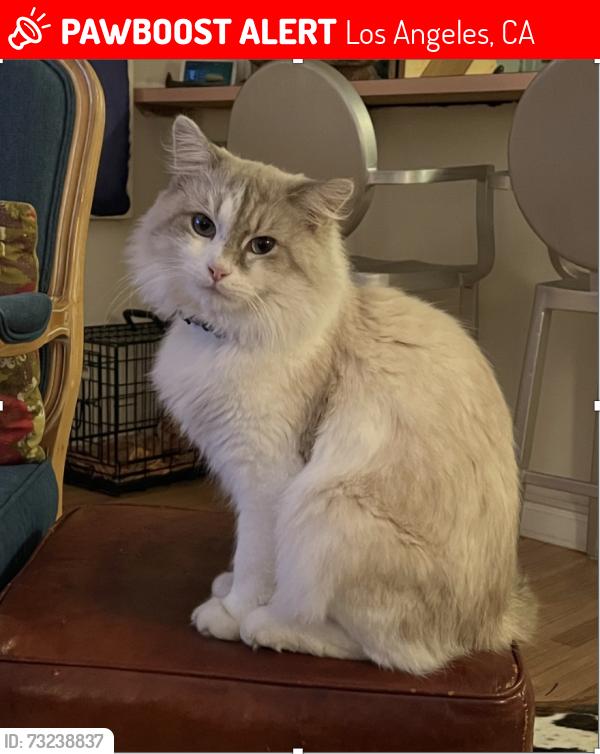 Lost Male Cat last seen Harcourt Ave and 21st St, Los Angeles, CA 90016