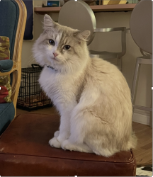 Lost Male Cat last seen Harcourt Ave and 21st St, Los Angeles, CA 90016
