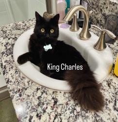 Lost Male Cat last seen Temperance & Clinton, Fresno, CA 93737