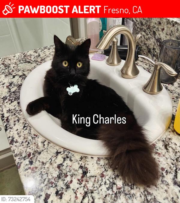 Lost Male Cat last seen Temperance & Clinton, Fresno, CA 93737