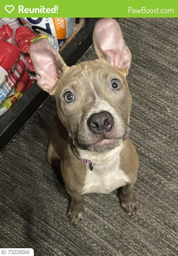 Reunited Female Dog last seen Westpoint, Conroe, TX 77304
