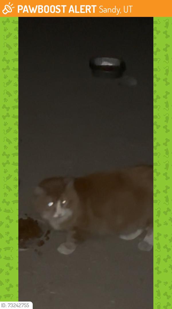 Found/Stray Unknown Cat last seen Rio Tinto, Sandy, UT 84070