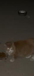 Found/Stray Unknown Cat last seen Rio Tinto, Sandy, UT 84070