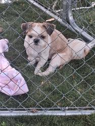 Found/Stray Unknown Dog last seen S chambers circle and elkhart, Aurora, CO 80012