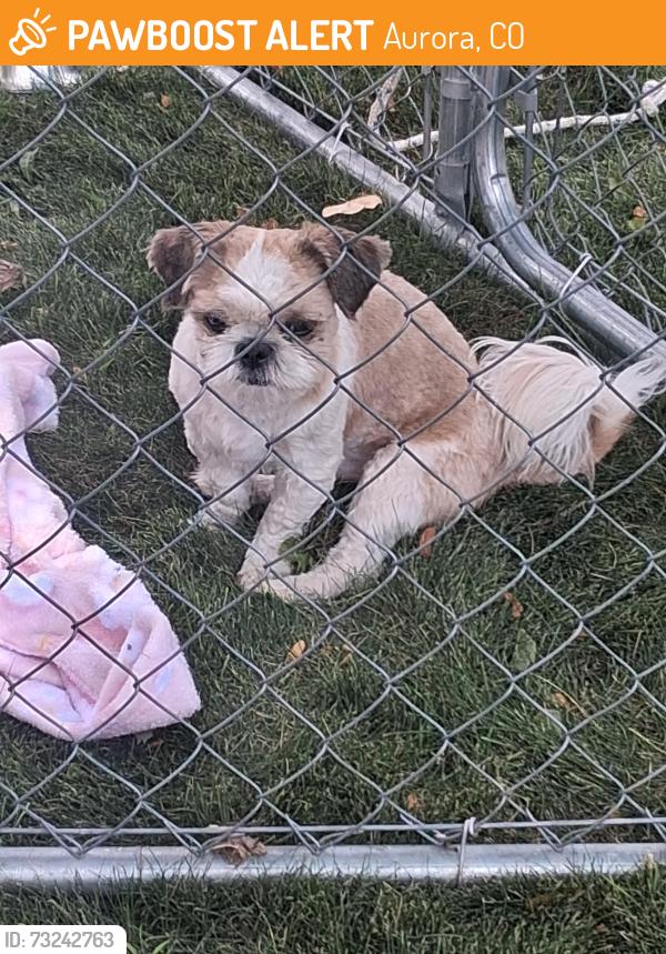 Found/Stray Unknown Dog last seen S chambers circle and elkhart, Aurora, CO 80012