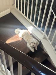 Lost Female Dog last seen Simmons & Gowan, North Las Vegas, NV 89030