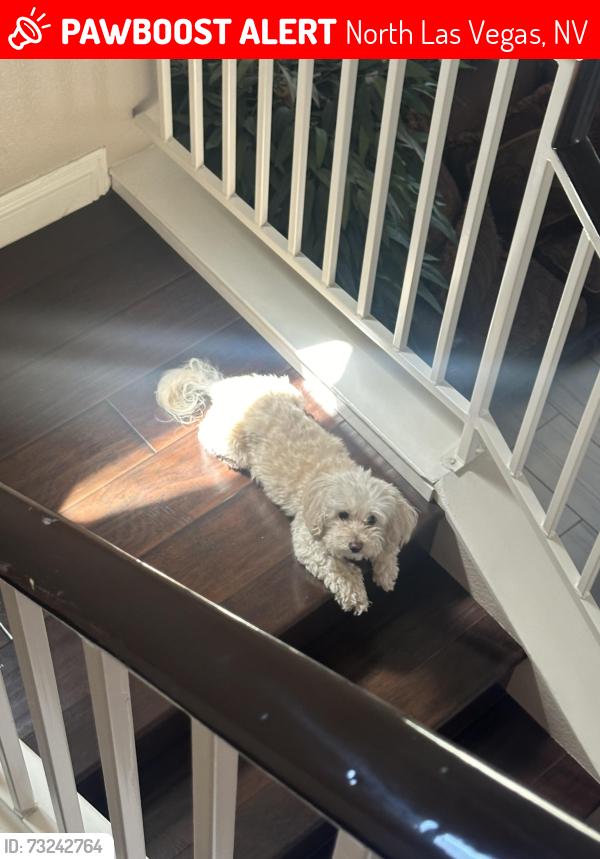 Lost Female Dog last seen Simmons & Gowan, North Las Vegas, NV 89030