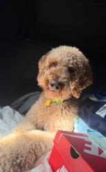 Reunited Female Dog last seen Near E Valley Blvd, El Monte, CA 91732, USA, El Monte, CA 91732