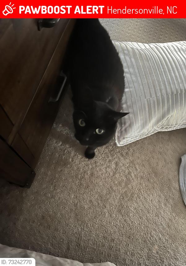 Lost Female Cat last seen Whispering Hills Drive, Hendersonville, NC 28792