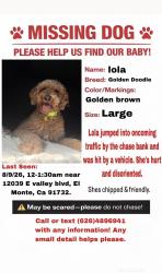 Lost Female Dog last seen Food 4 less shopping center, El Monte, CA 91732