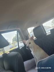 Lost Male Dog last seen Huntington oak drivr, Memphis, TN 38016