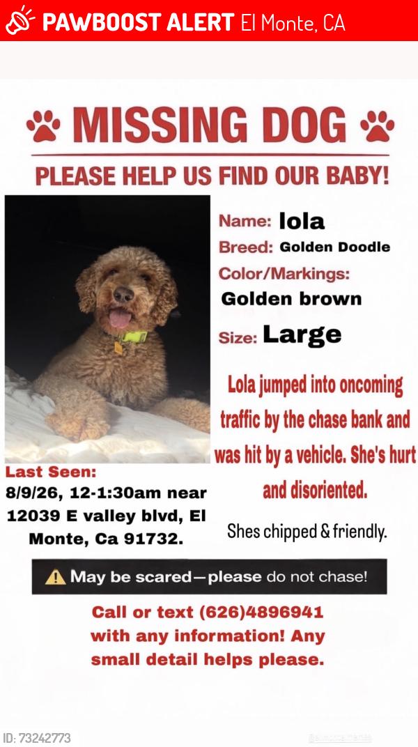 Lost Female Dog last seen Food 4 less shopping center, El Monte, CA 91732