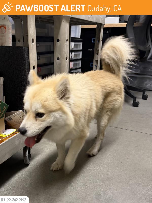 Found/Stray Male Dog last seen Sprouts Farmers Market, Cudahy, CA 90201