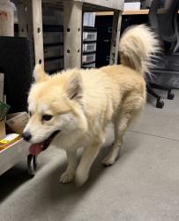 Found/Stray Male Dog last seen Sprouts Farmers Market, Cudahy, CA 90201