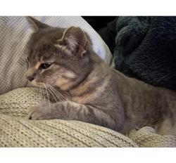 Lost Female Cat last seen Encanto Elementary (65th St and Brooklyn), San Diego, CA 92114