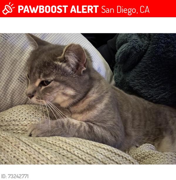 Lost Female Cat last seen Encanto Elementary (65th St and Brooklyn), San Diego, CA 92114