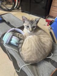 Lost Male Cat last seen Intersection of Delaware Ave and Caribbean Ave, Virginia Beach, VA 23451
