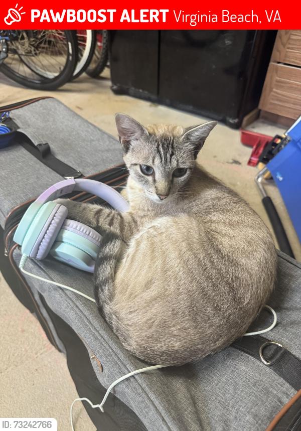 Lost Male Cat last seen Intersection of Delaware Ave and Caribbean Ave, Virginia Beach, VA 23451