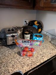 Reunited Male Cat last seen Neil Avenue, Columbus, OH 43201