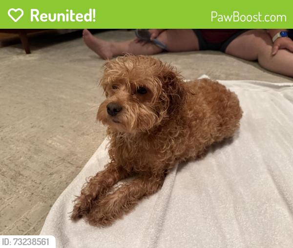 Reunited Male Dog last seen Springfield Dr and summerford dr, Dunwoody, GA 30338