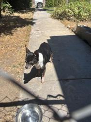 Found/Stray Female Dog last seen California avenue, riverbank california, Riverbank, CA 95367