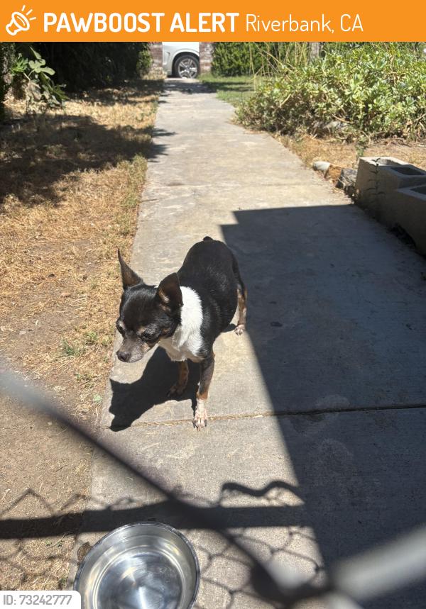 Found/Stray Female Dog last seen California avenue, riverbank california, Riverbank, CA 95367