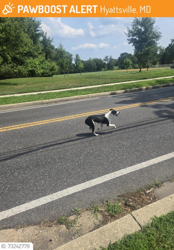 Found/Stray Unknown Dog last seen 38th ave neighborhood park, Hyattsville, MD 20781