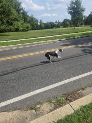 Found/Stray Unknown Dog last seen 38th ave neighborhood park, Hyattsville, MD 20781
