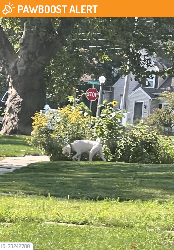 Found/Stray Male Dog last seen Grandview and Pleasure Dr, Manheim Township, PA 17601