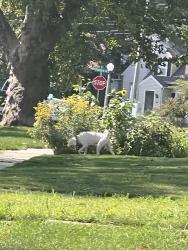 Found/Stray Male Dog last seen Grandview and Pleasure Dr, Manheim Township, PA 17601