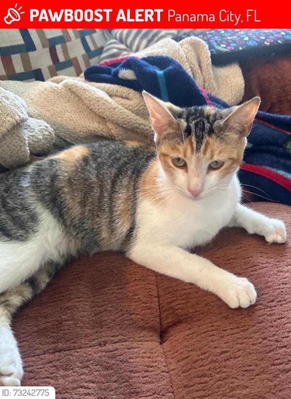 Lost Female Cat last seen Jenks Circle, Panama City, FL 32405