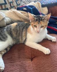 Lost Female Cat last seen Jenks Circle, Panama City, FL 32405